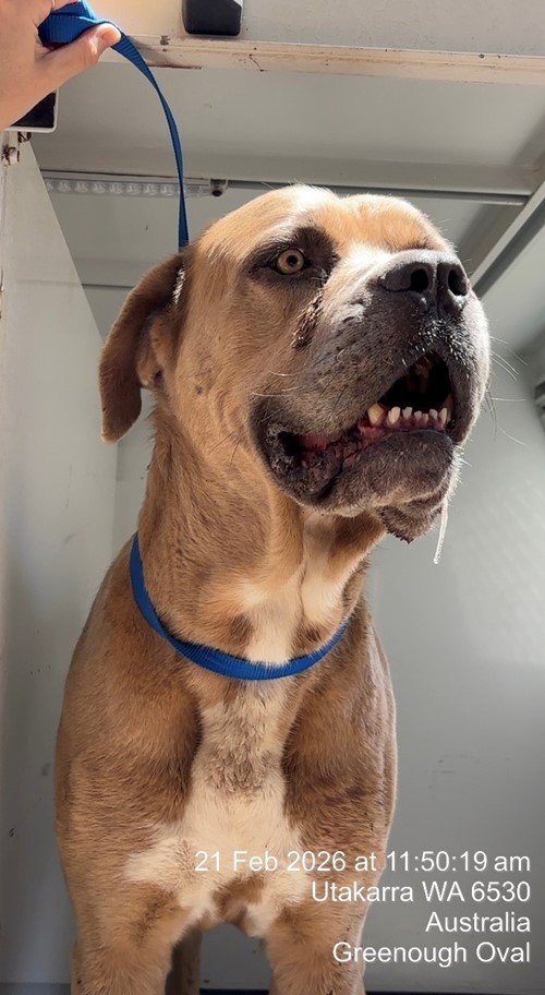 Photo for animal #19228