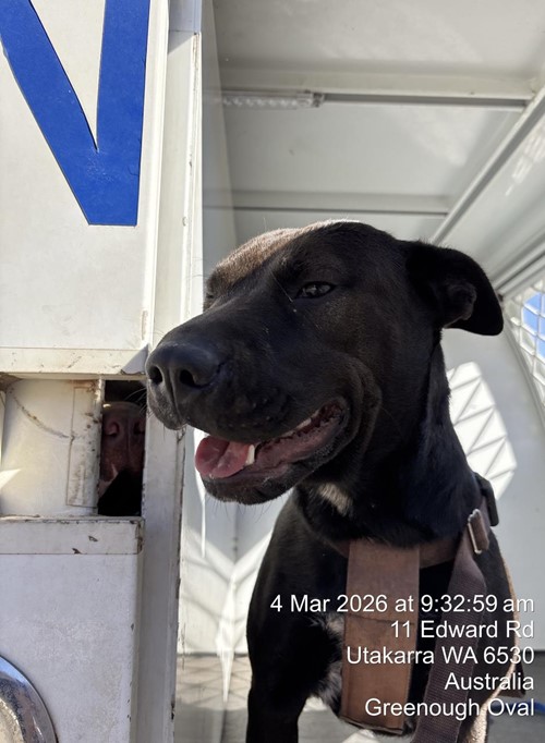 Photo for animal #19296