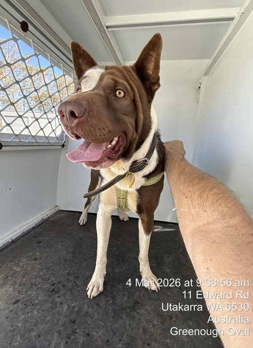 Photo for animal #19295