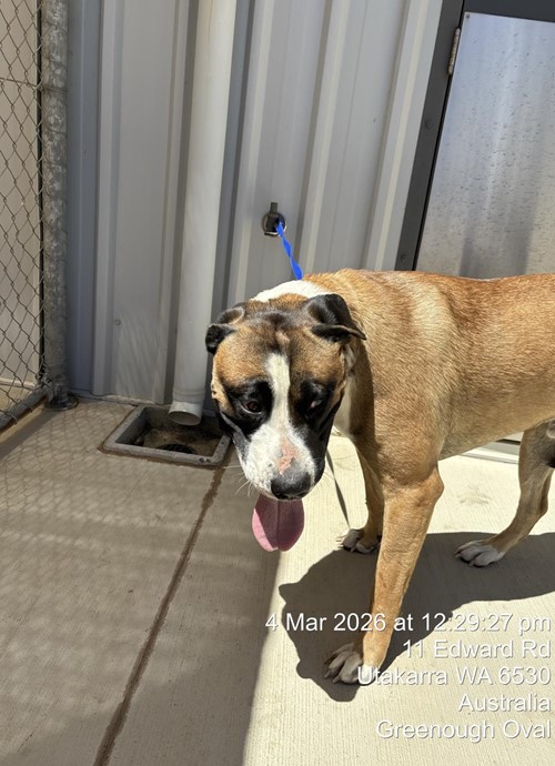 Photo for animal #19299