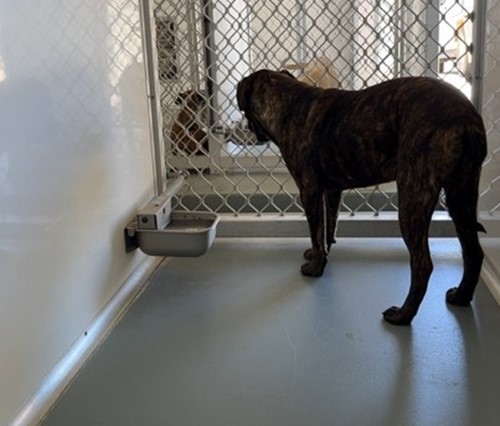Photo for animal #18547