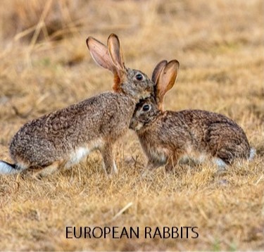 Learn how to manage wild rabbits at free community workshops