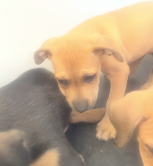 Photo for animal #19207