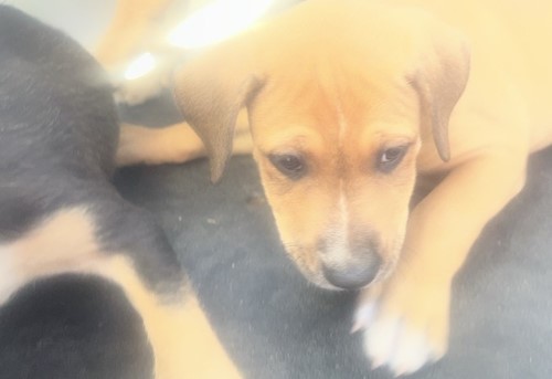 Photo for animal #19206