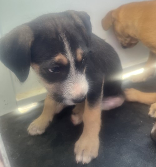 Photo for animal #19203