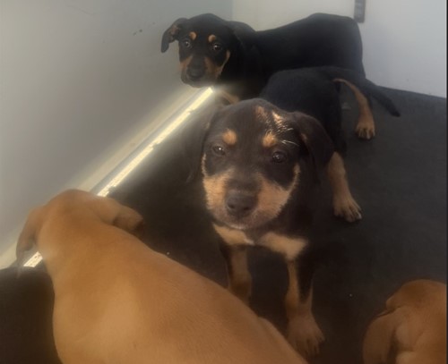 Photo for animal #19204