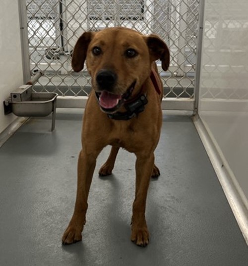 Photo for animal #18863