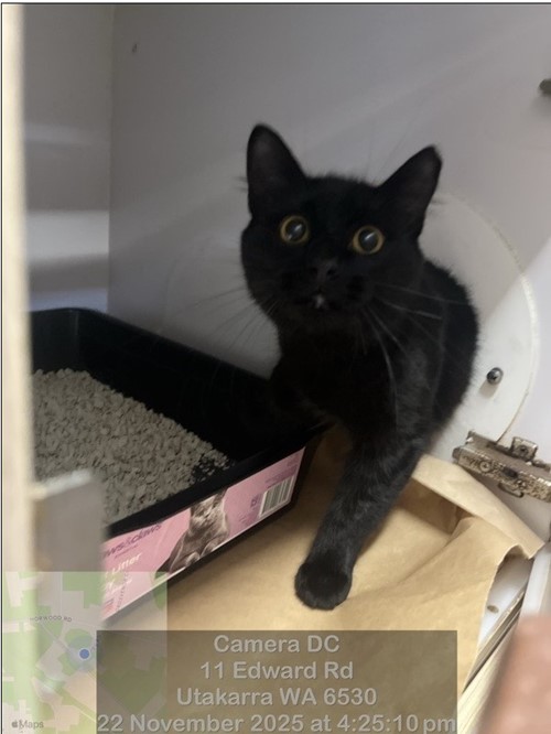 Photo for animal #18886