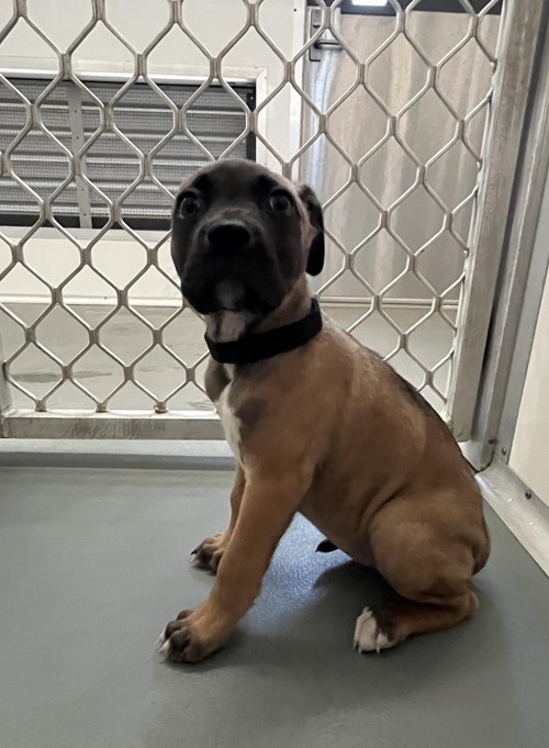 Photo for animal #18738