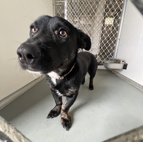 Photo for animal #18718