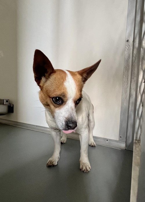 Photo for animal #18737