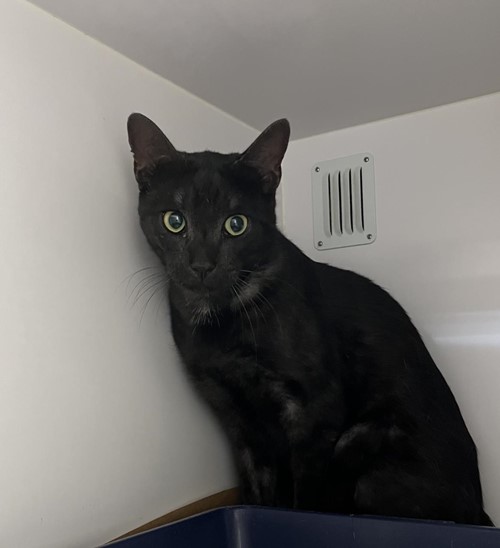 Photo for animal #18986