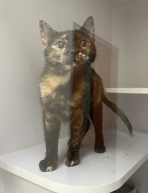 Photo for animal #19004