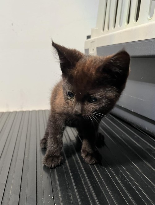 Photo for animal #19003