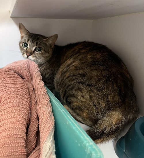 Photo for animal #19028