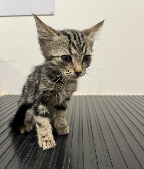 Photo for animal #19048