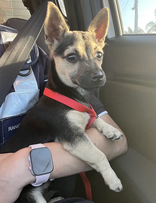 Photo for animal #19055