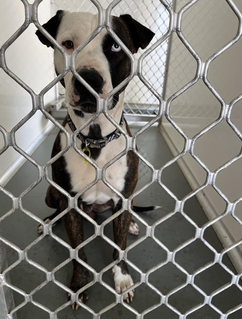 Photo for animal #19062