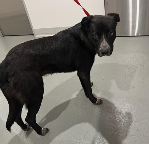 Photo for animal #19176