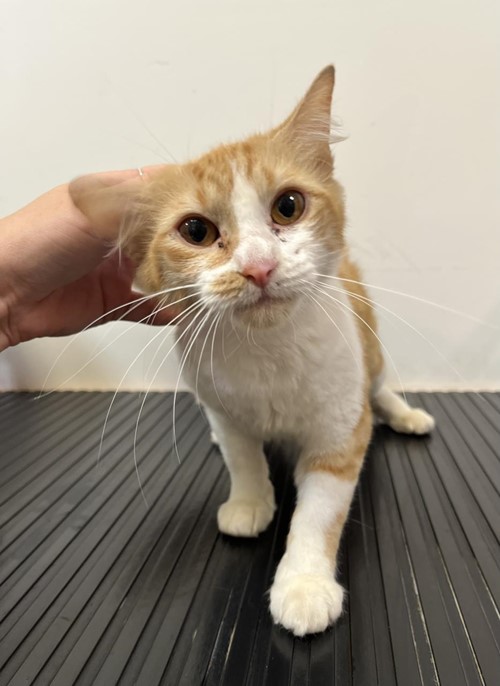 Photo for animal #19226