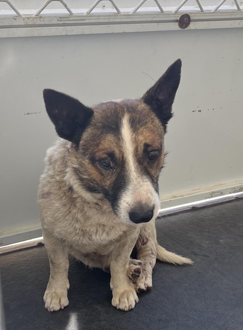 Photo for animal #19227