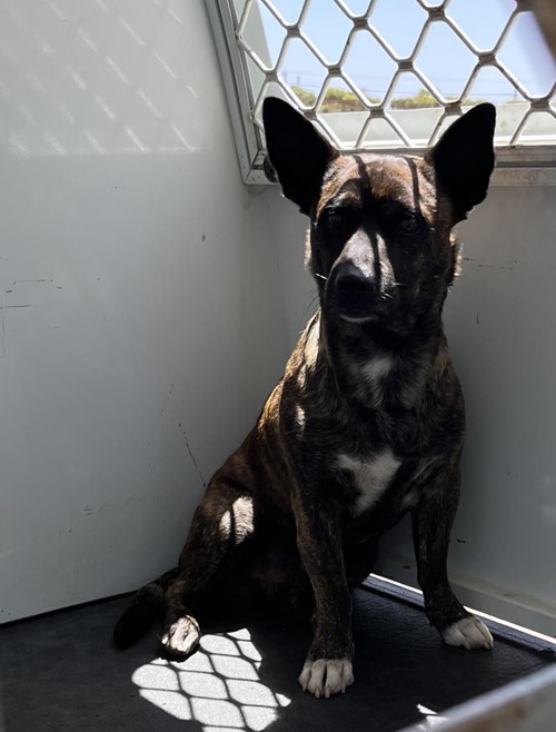 Photo for animal #19229