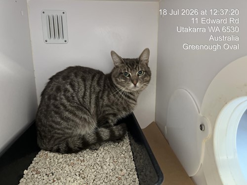 Photo for animal #19929