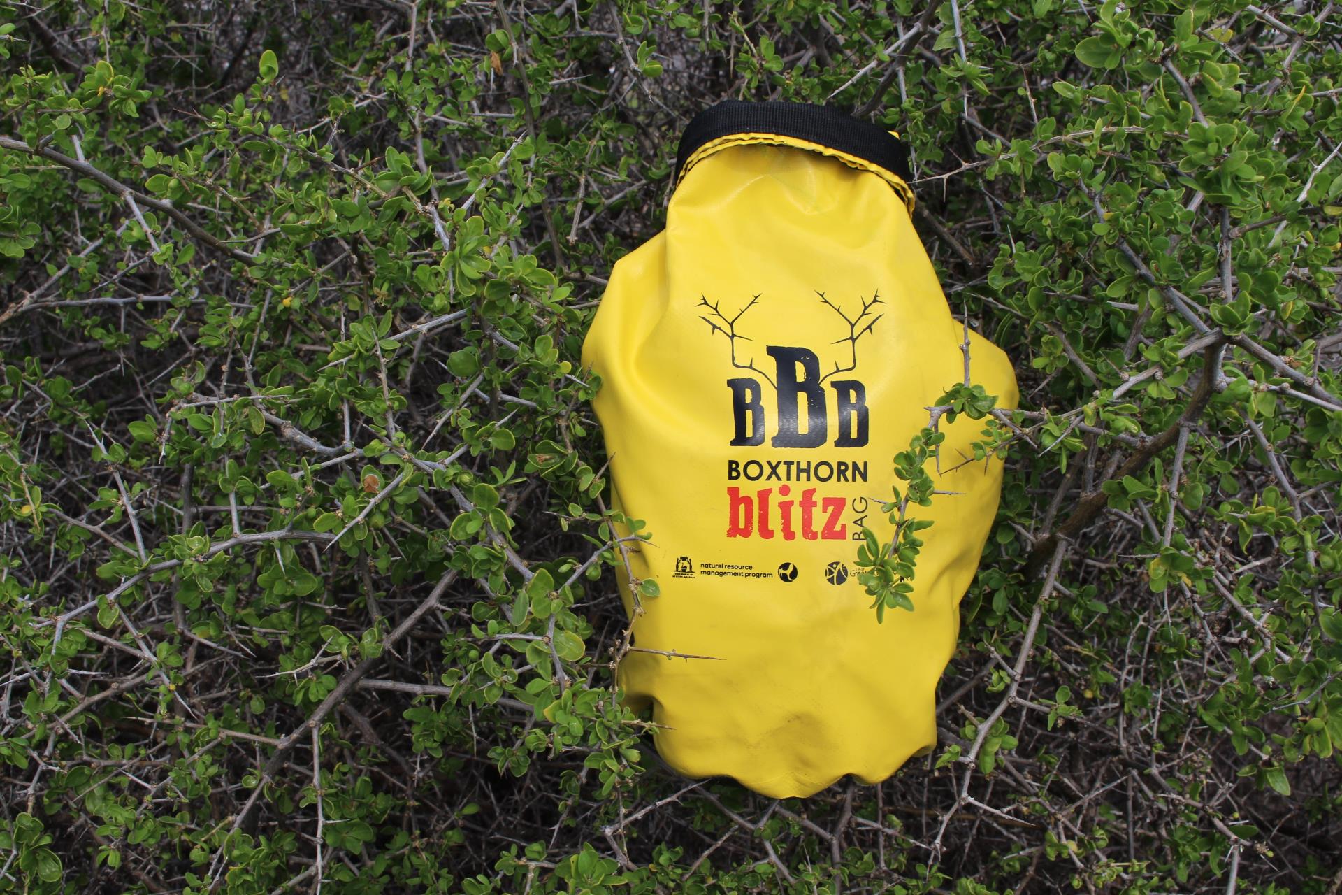 City teams up with CSIRO for Boxthorn Blitz