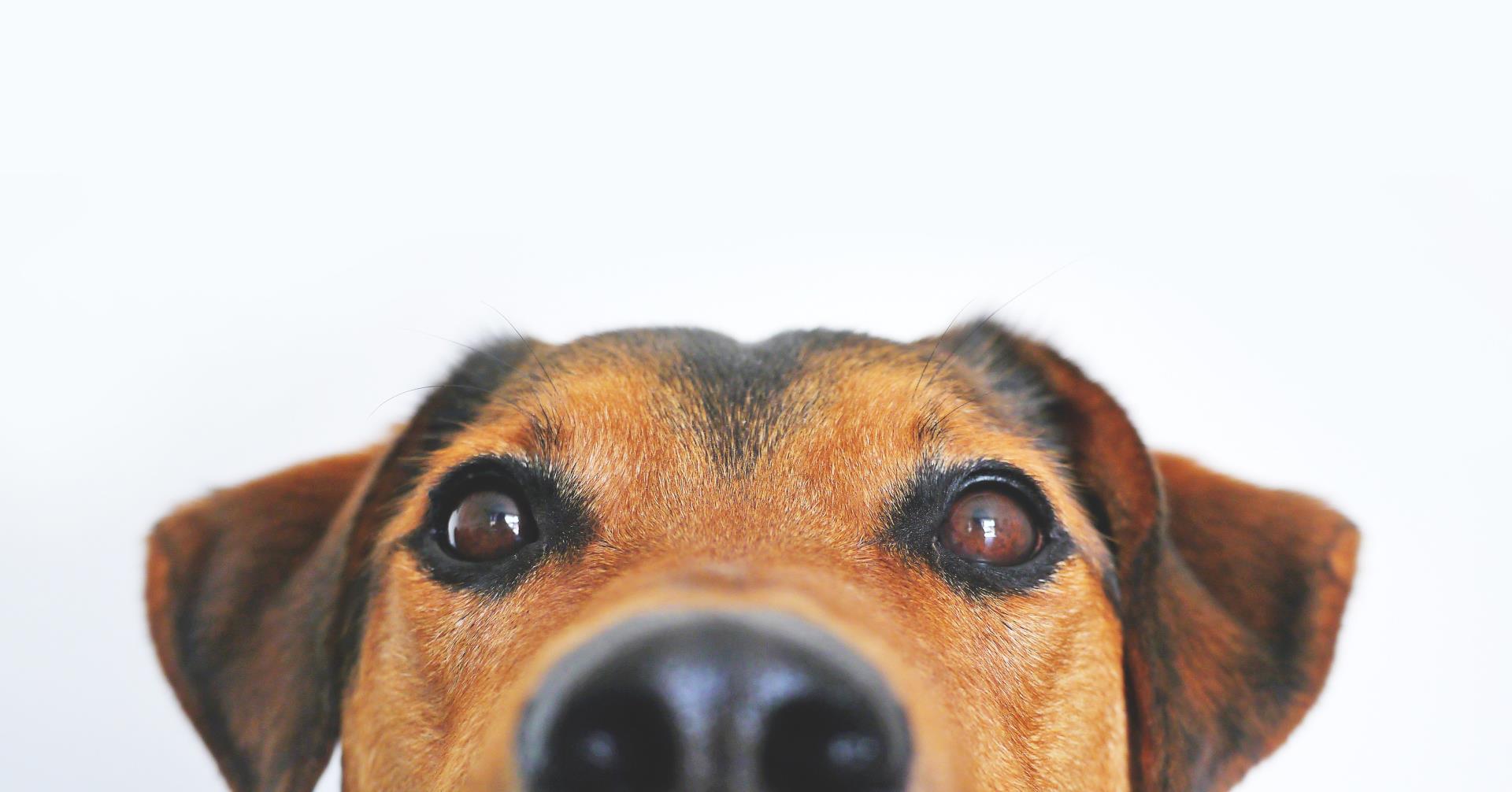Access to free vaccinations for local dogs