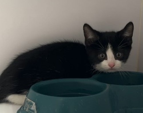 Photo for animal #18021