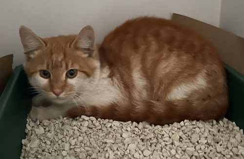 Photo for animal #14383