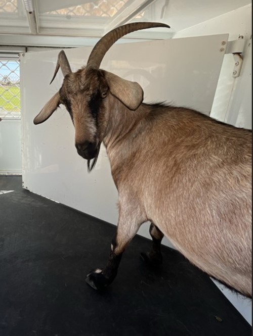 Photo for animal #18921