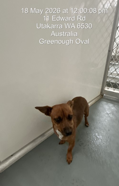 Photo for animal #19674