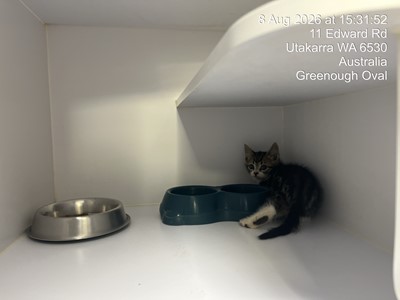 Photo for animal #20015