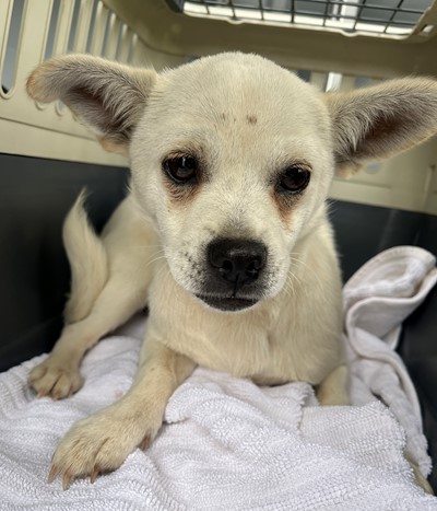 Photo for animal #20256