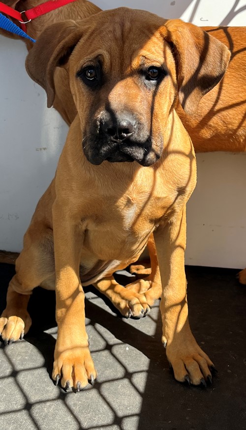 Photo for animal #20361