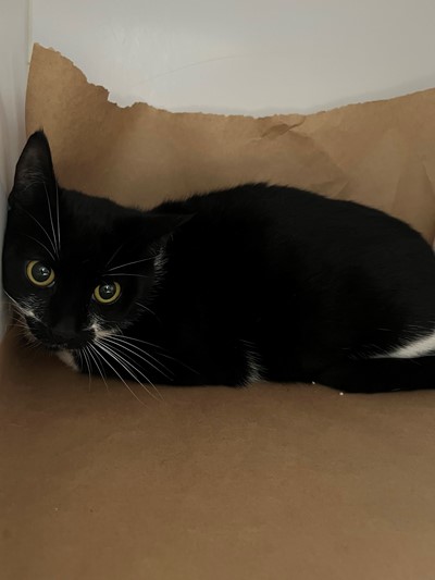 Photo for animal #20008