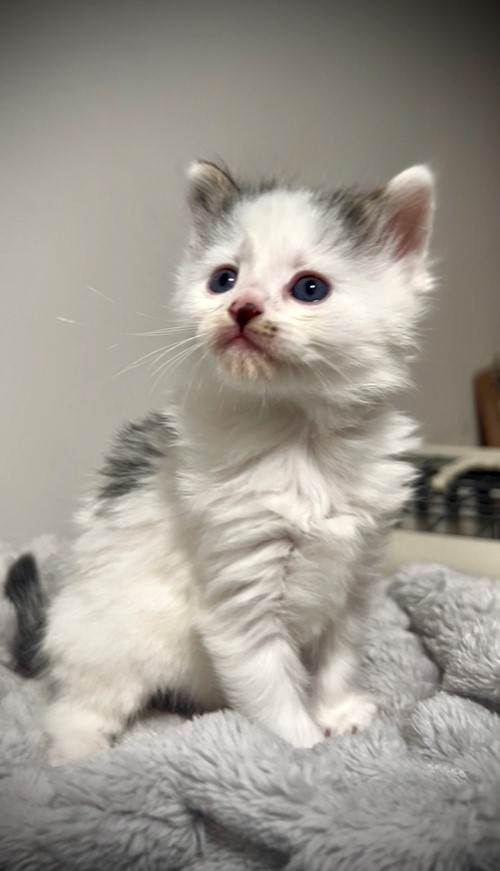 Photo for animal #19414