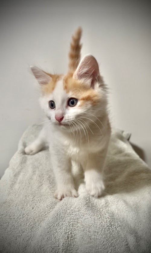 Photo for animal #19413