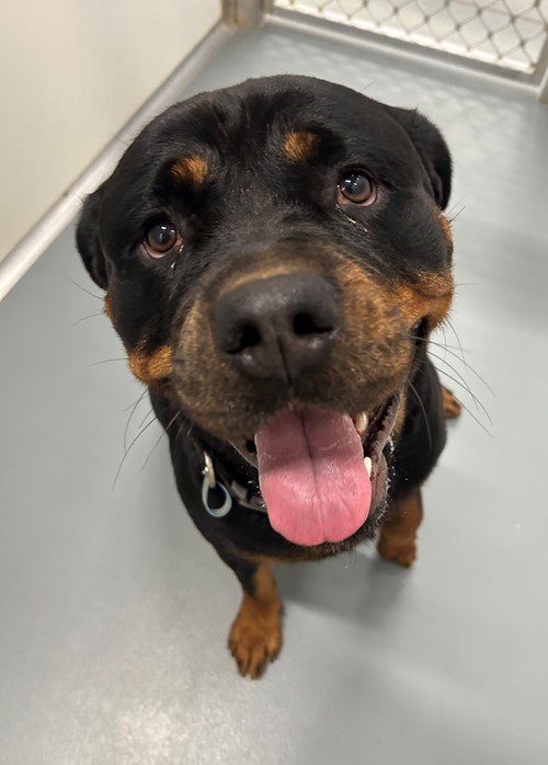 Photo for animal #19427