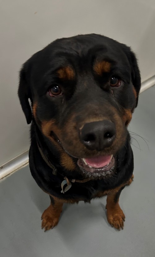 Photo for animal #19426