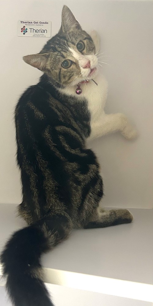 Photo for animal #19431