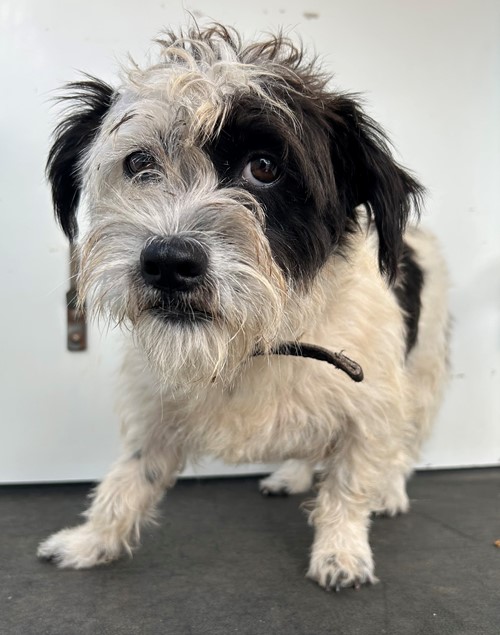 Photo for animal #19476