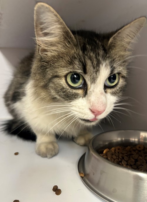 Photo for animal #19526