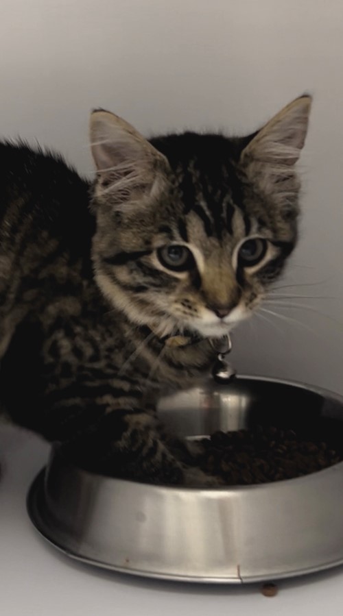 Photo for animal #19596