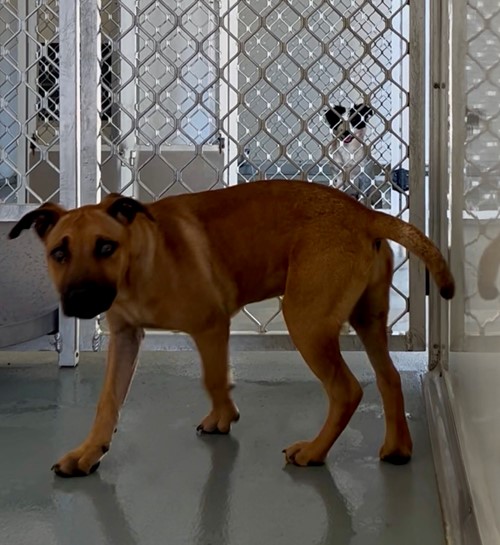 Photo for animal #19757