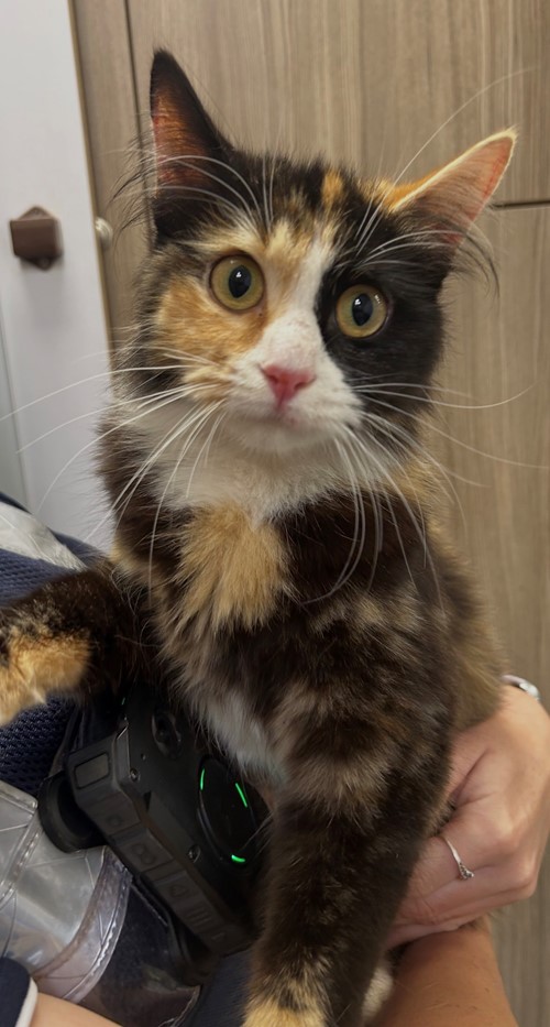 Photo for animal #20236