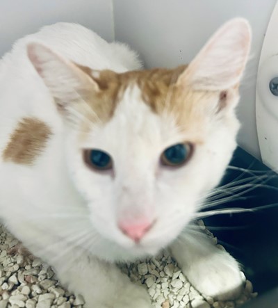Photo for animal #20252