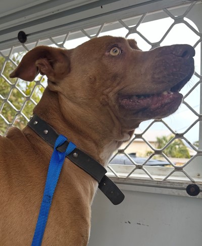 Photo for animal #20380