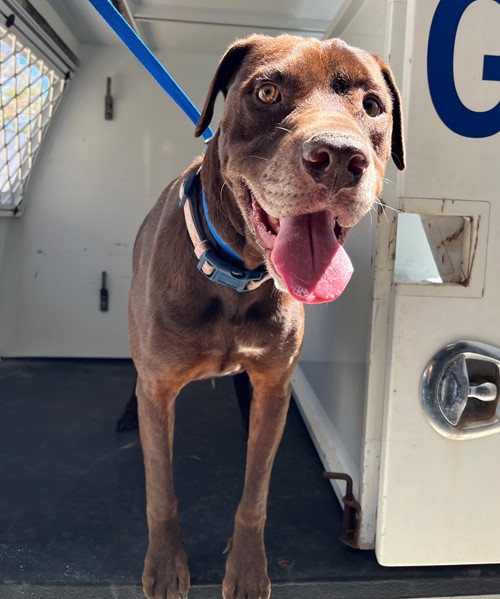 Photo for animal #19354